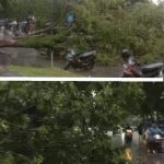 Pohon Tumbang ,Akibat hujan Deras di sertai angin kencang.